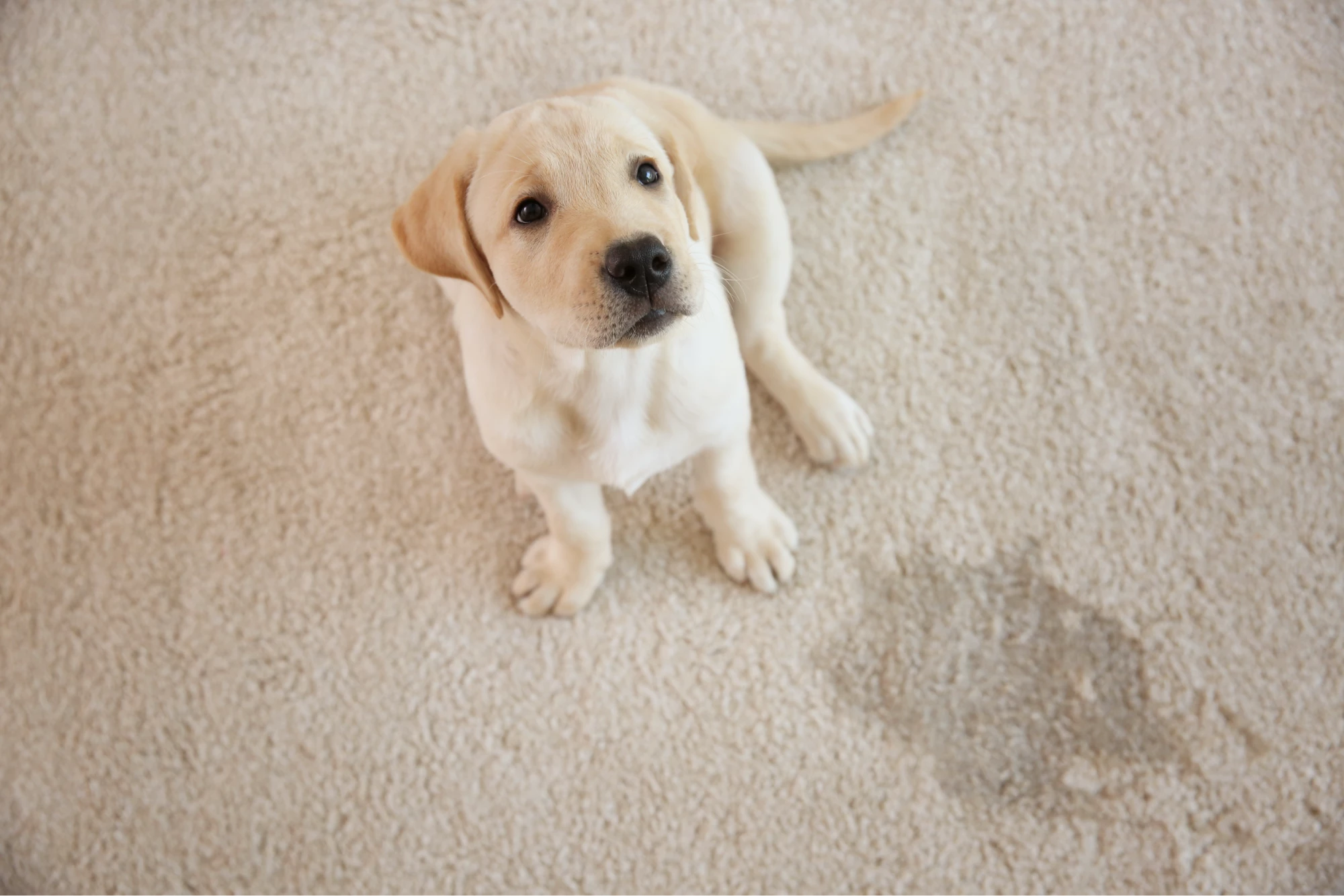 AdobeStock_176006110