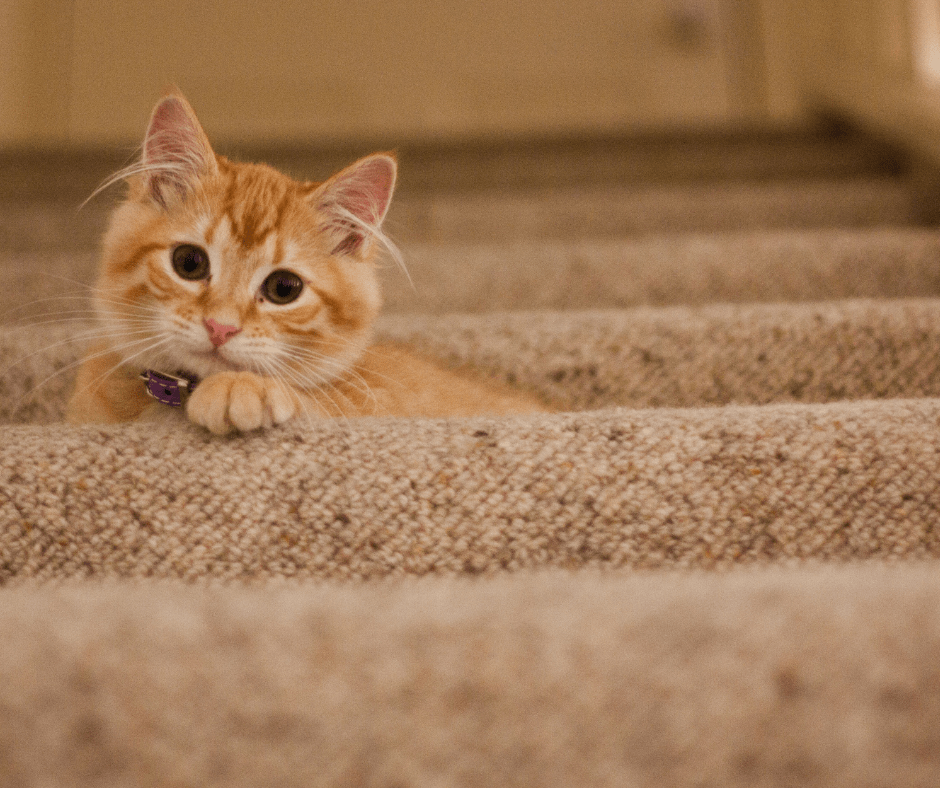 Remove Pet Odors from Carpet in Killeen, TX