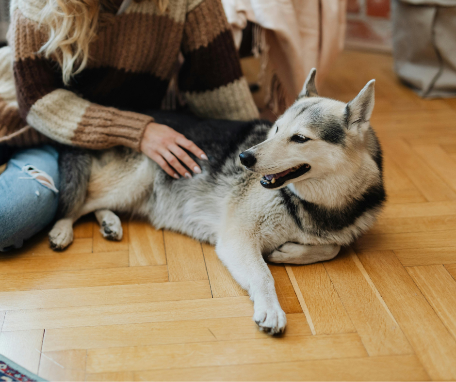 pet friendly flooring colors of 2026 in Killeen, TX